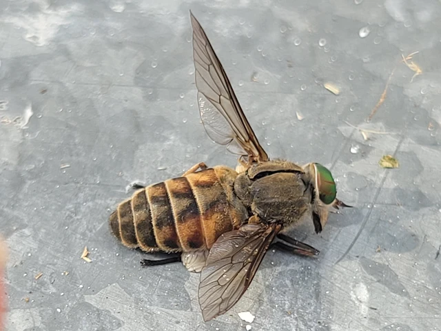 Tabaninae