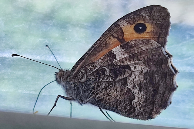 Hipparchia semele - barna szemeslepke