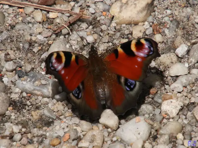 Nymphalis io - nappali pávaszem