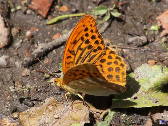 Argynnis paphia - nagy gyöngyházlepke