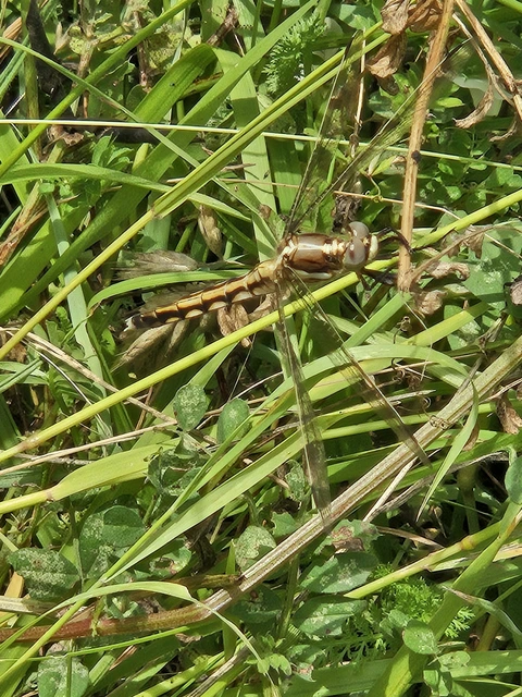 Orthetrum albistylum - fehérfarkú pásztorszitakötő