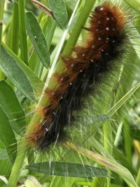 Arctia caja - közönséges medvelepke