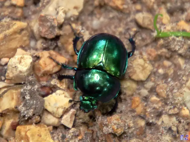 Trypocopris vernalis - tavaszi álganéjtúró