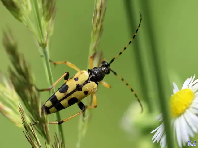 Rutpela maculata - tarkacsápú karcsúcincér
