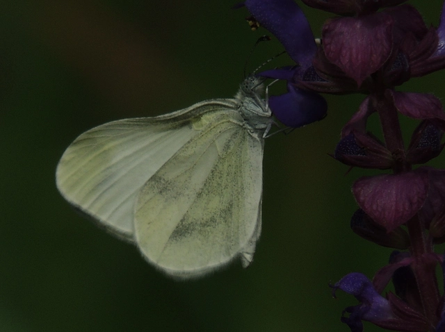 Leptidea sinapis - mustárlepke