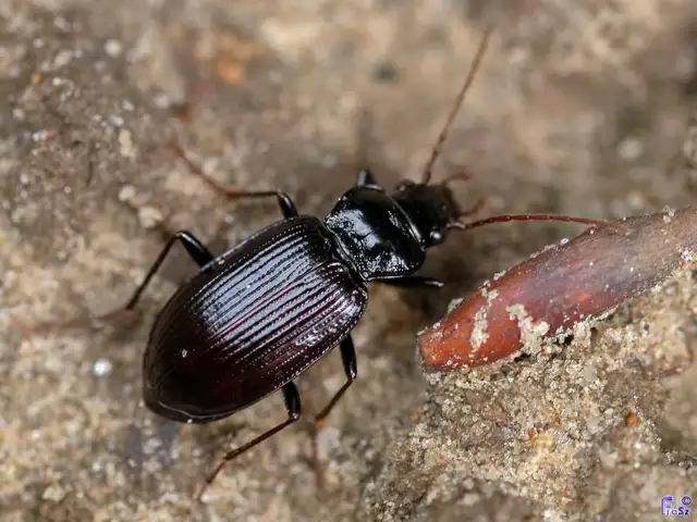 Nebria brevicollis - rövidnyakú partfutó