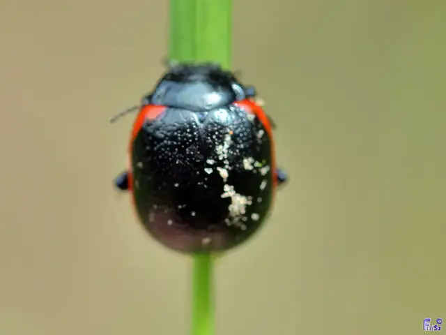 Chrysolina rossia - trapézhátú szegélyeslevelész