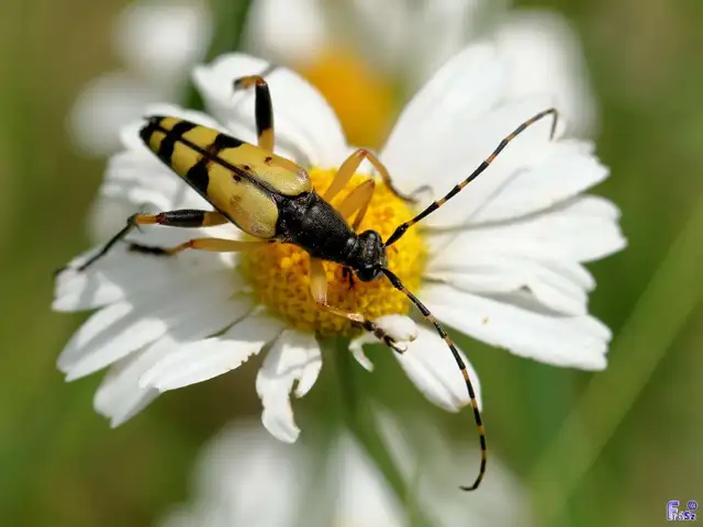Rutpela maculata - tarkacsápú karcsúcincér