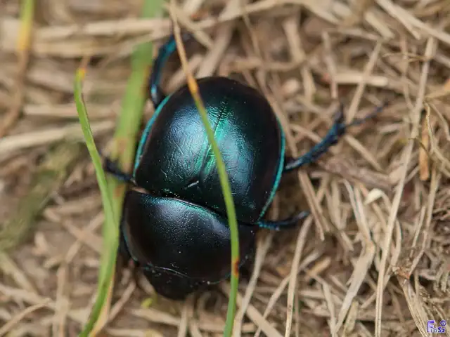 Trypocopris vernalis - tavaszi álganéjtúró