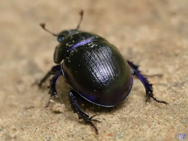 Anoplotrupes stercorosus - erdei álganéjtúró