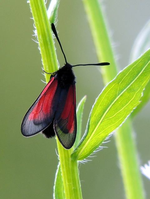 Zygaena brizae - magyar csüngőlepke