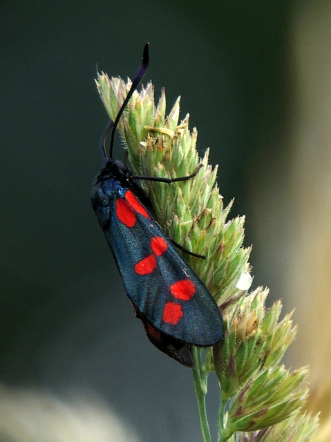 Zygaena filipendulae - acélszínű csüngőlepke