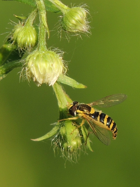 Sphaerophoria