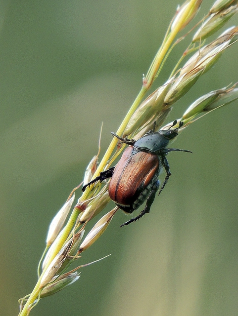 Anisoplia lata - széles szipoly Anisoplia lata - széles szipoly
