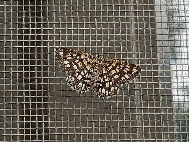Chiasmia clathrata - rácsos rétiaraszoló