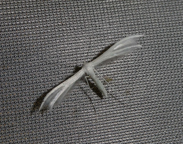 Pterophorus pentadactyla - fehér tollasmoly