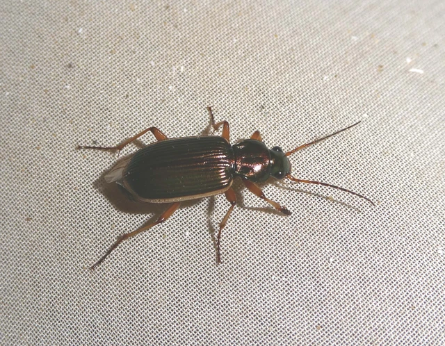 Chlaenius spoliatus - csupasz bűzfutó