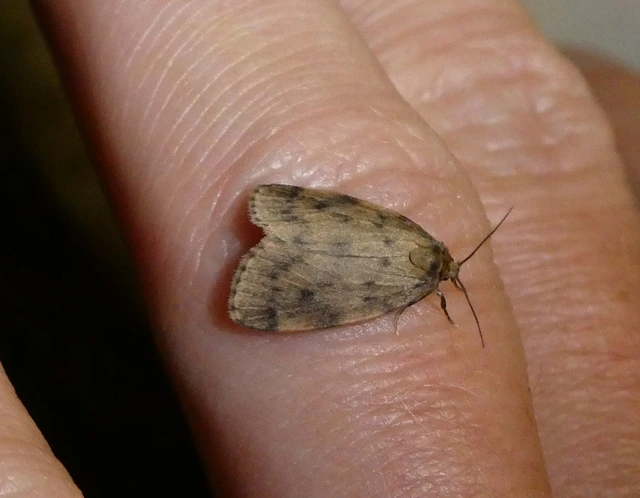 Thumata senex - mocsári medvelepke