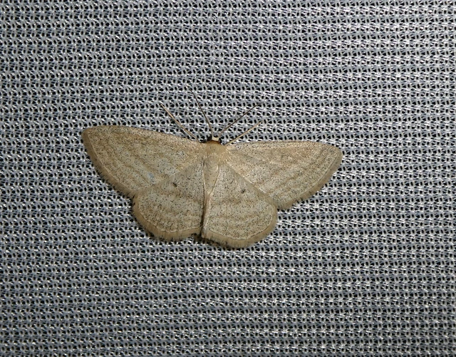 Scopula virgulata - vesszős sávosaraszoló
