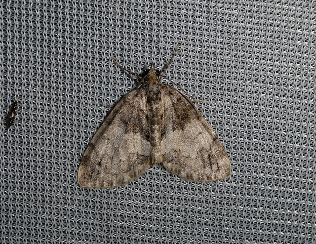 Hydriomena impluviata - égerfa-araszoló