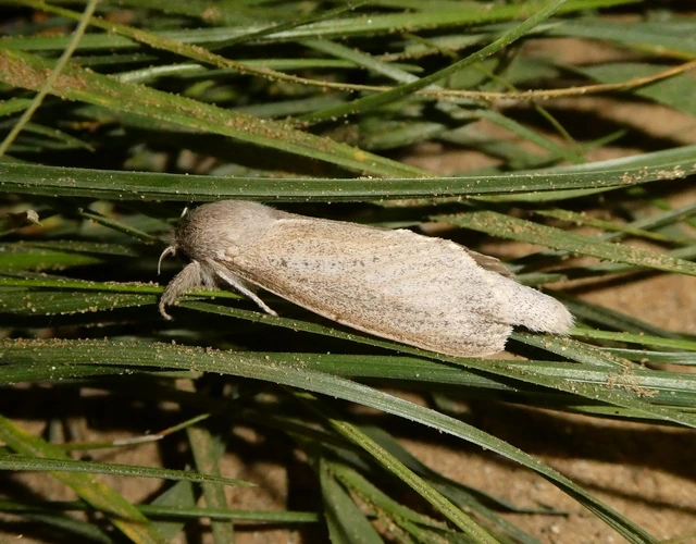 Phragmataecia castaneae - nádfúrólepke