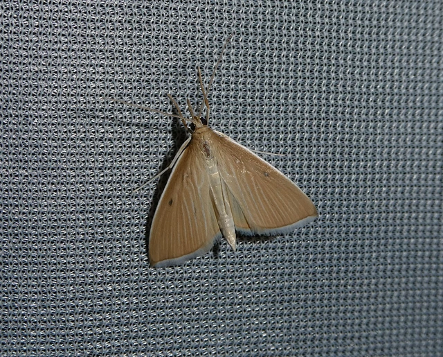 Sclerocona acutellus - hegyesszárnyú tűzmoly