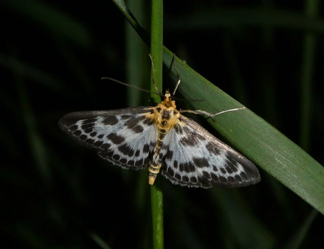 Anania hortulata - tarka csalánmoly