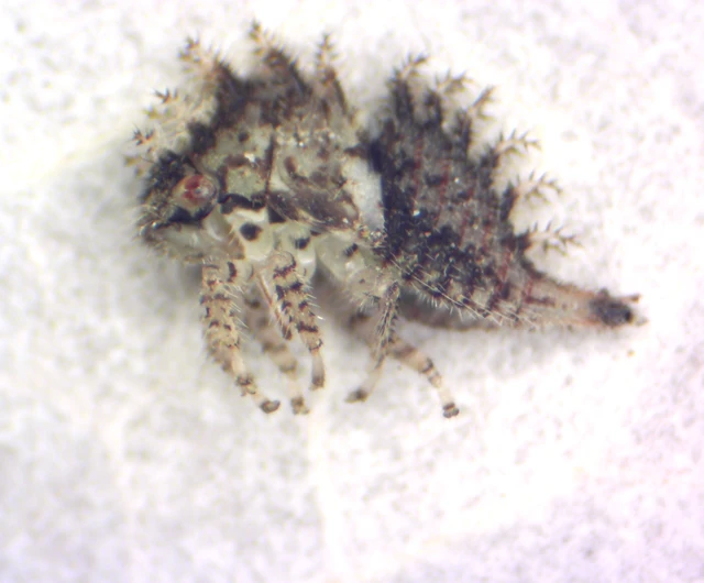 Stictocephala bisonia - bivalykabóca