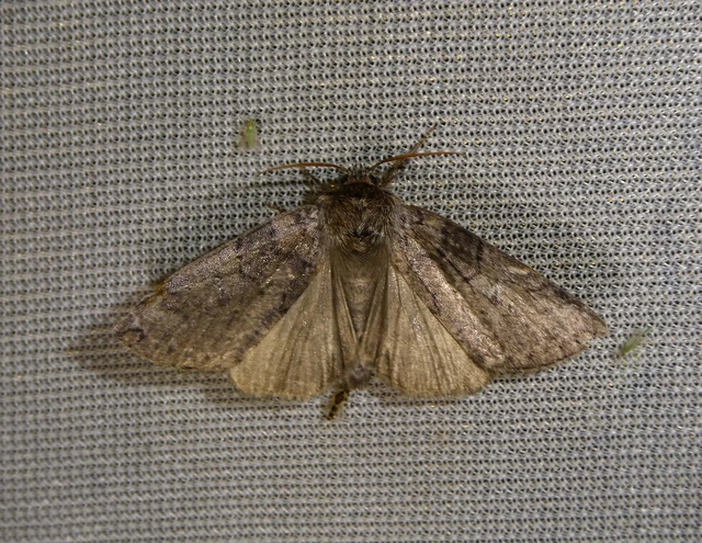 Tethea or - bélyeges pihésszövő