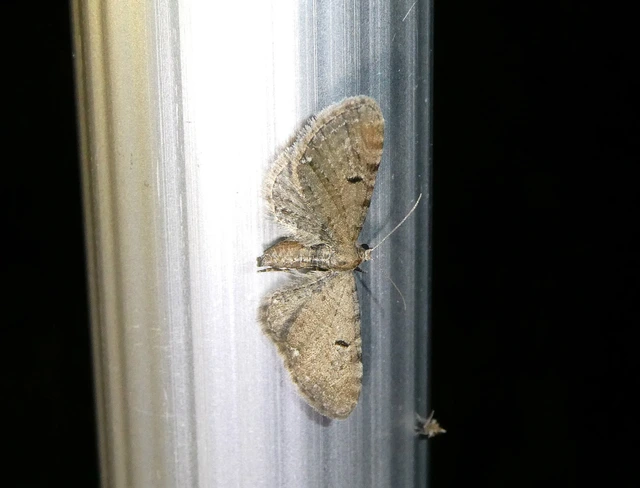 Eupithecia absinthiata - üröm-törpearaszoló