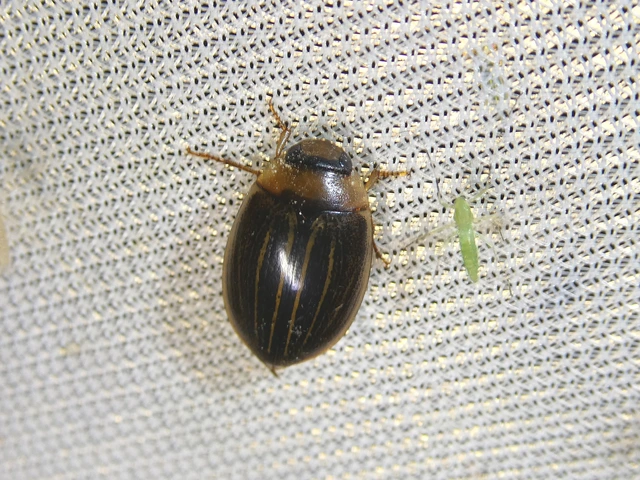 Hydaticus grammicus - déli mocsáricsíkbogár
