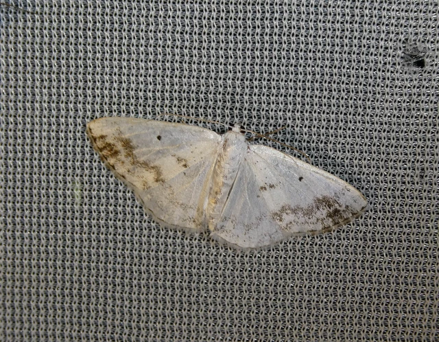 Lomographa temerata - foltos fehéraraszoló