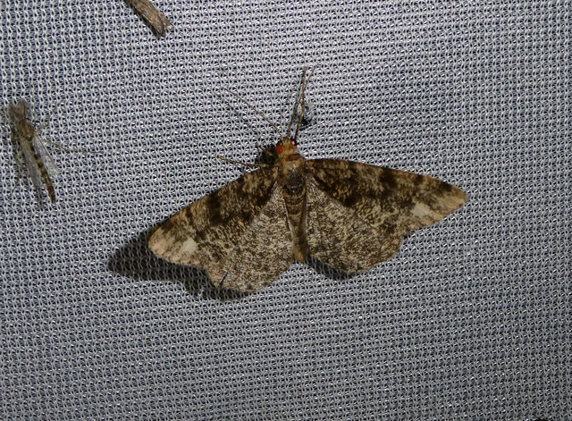 Parectropis similaria - barna zuzmóaraszoló