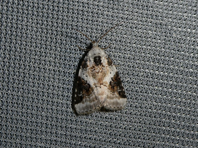 Pseudeustrotia candidula - fehéres apróbagoly