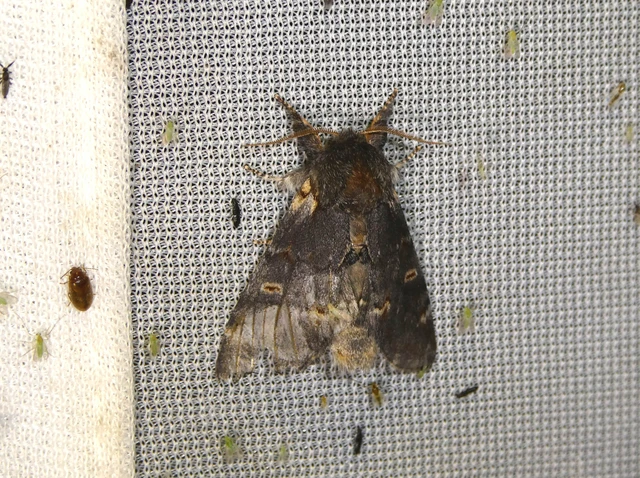 Notodonta dromedarius - tevehátú púposszövő