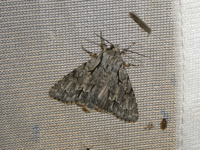 Acronicta cuspis/tridens/psi