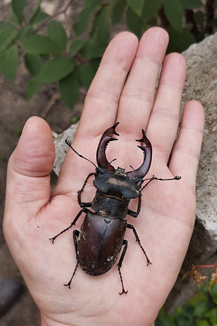 Lucanus cervus - nagy szarvasbogár