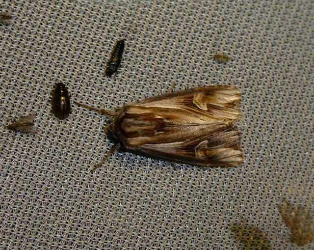 Actinotia polyodon - nagy sugarasbagoly
