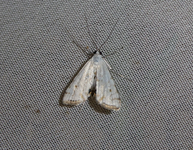 Cataclysta lemnata - békalencsemoly