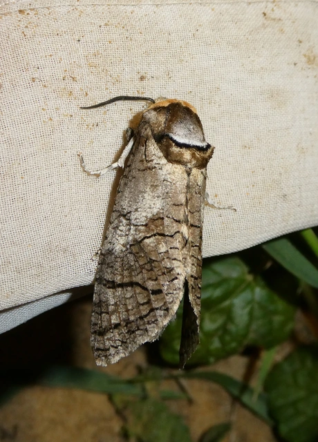 Cossus cossus - fűzfarontólepke
