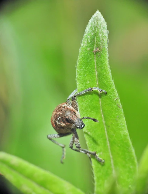 Rhabdorrhynchus echii - kígyósziszbarkó