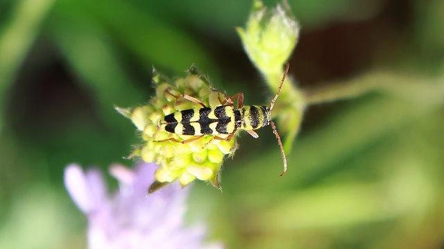 Echinocerus floralis - lucerna-darázscincér
