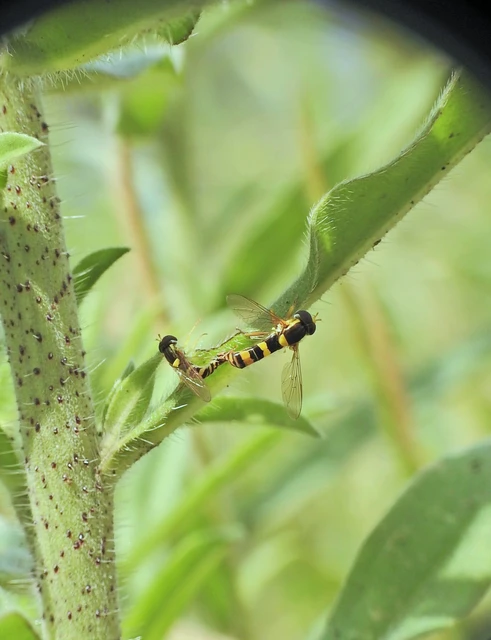 Sphaerophoria