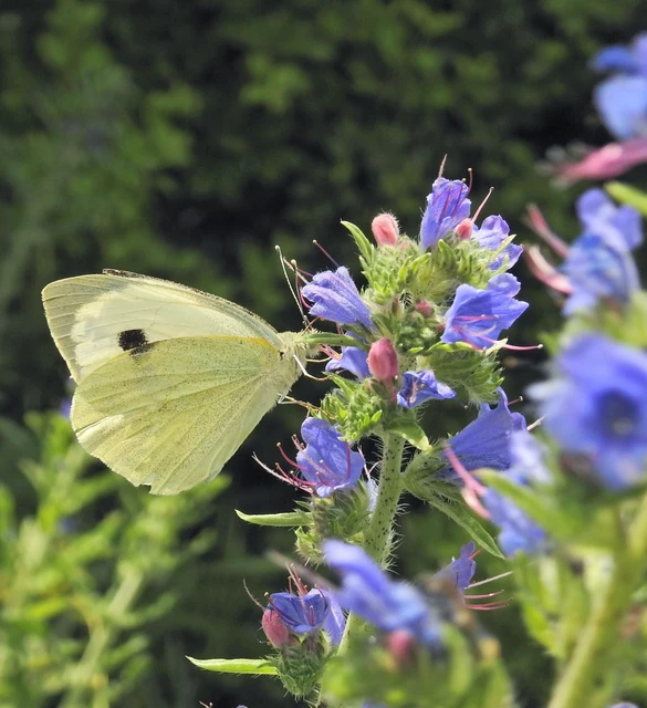 Pieris brassicae - káposztalepke