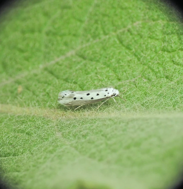 Ethmia terminella - hatpettyes feketemoly