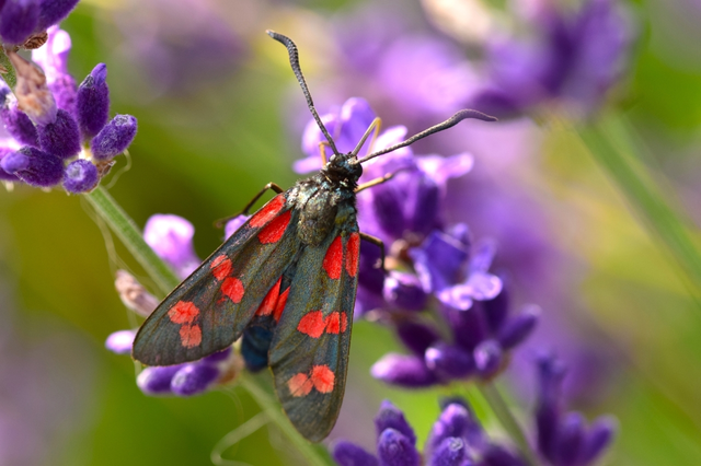 Zygaena filipendulae - acélszínű csüngőlepke