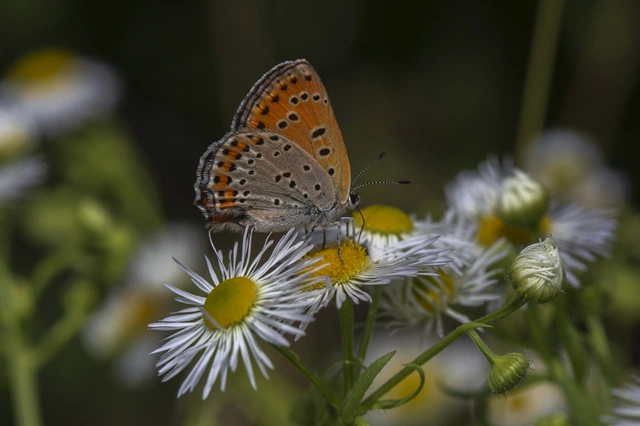 Lycaena thersamon - kis tűzlepke
