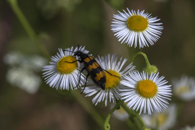 Mylabris variabilis - szalagos hólyaghúzó Mylabris variabilis - szalagos hólyaghúzó
