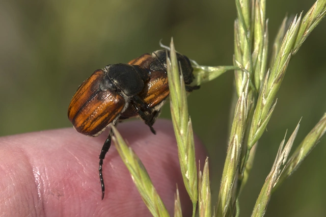 Anisoplia tempestiva - gabonaszipoly