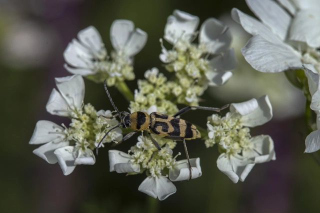 Chlorophorus varius - díszes darázscincér